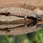 Pengalaman Makan di Geprek Bensu Batam yang Tak Terlupakan